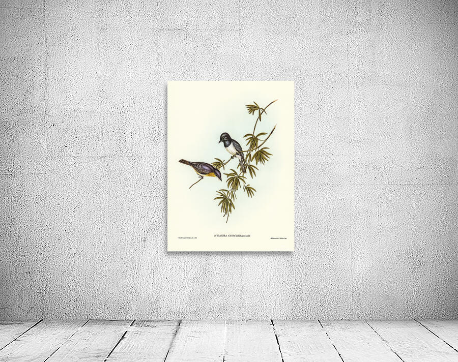 Leaden Flycatcher 2 Wall Preview