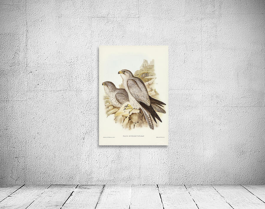 Grey Falcon Wall Preview