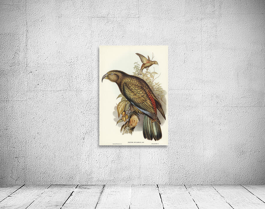 Kea Parrot Wall Preview