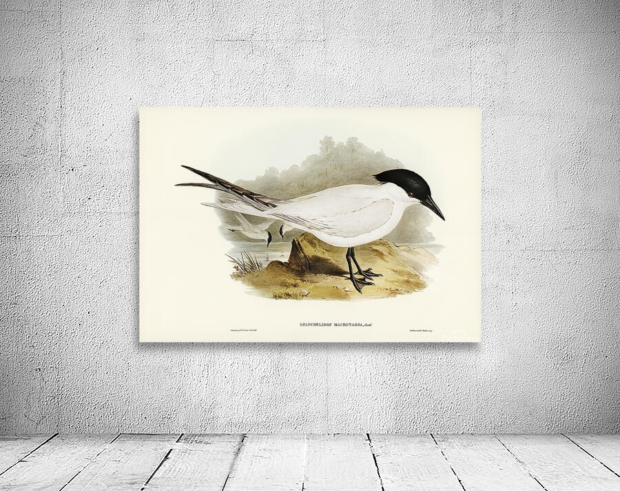 Gull Billed Tern Wall Preview