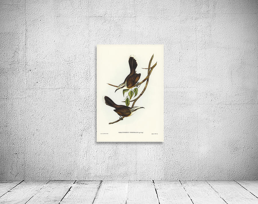 Grey Crowned Babbler Wall Preview
