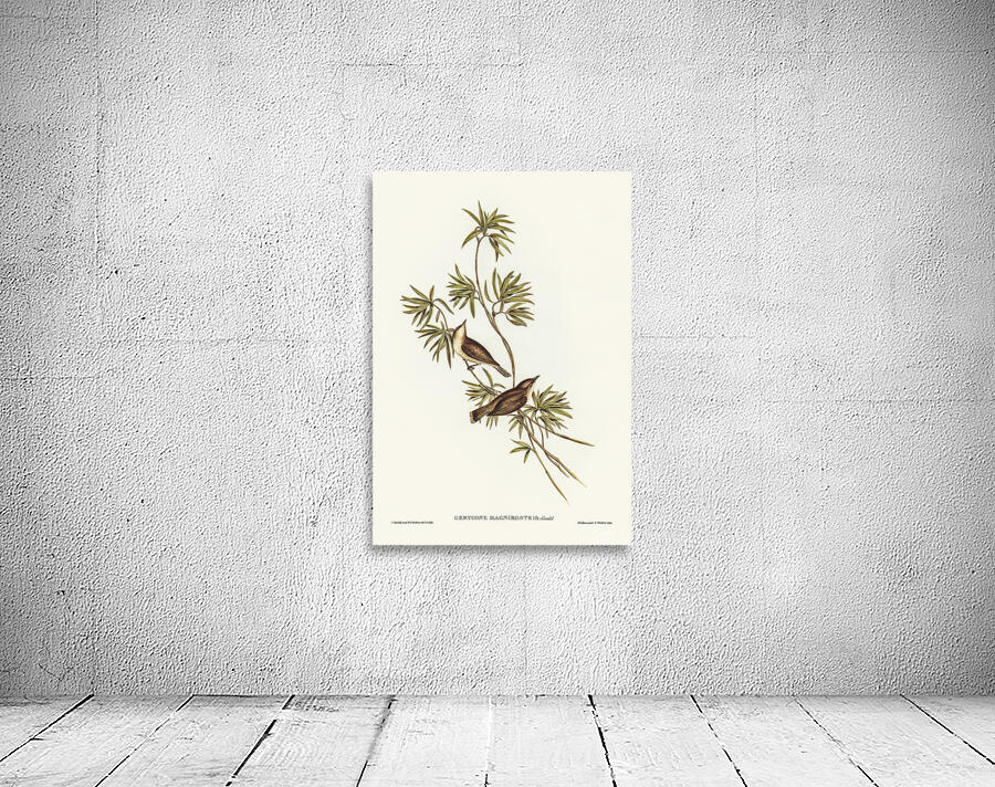 Large Billed Gerygone Wall Preview