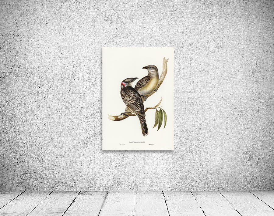 Great bowerbird Wall Preview