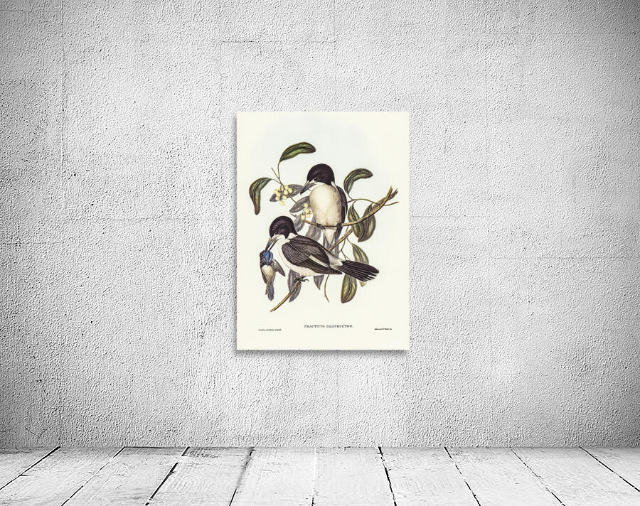 Grey Butcherbird Wall Preview