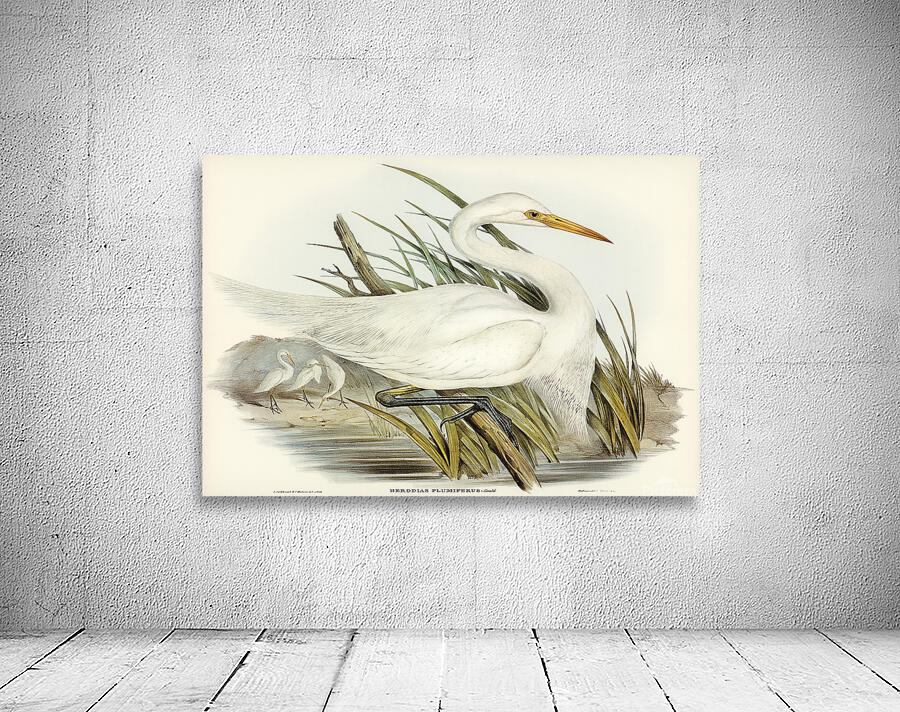 Intermediate Egret Wall Preview