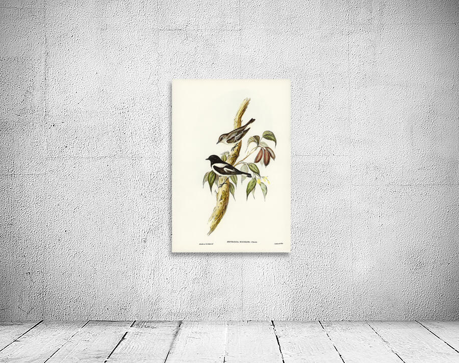 Hooded Robin Wall Preview