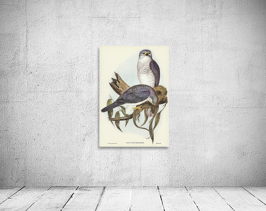 Grey Goshawk Wall Preview