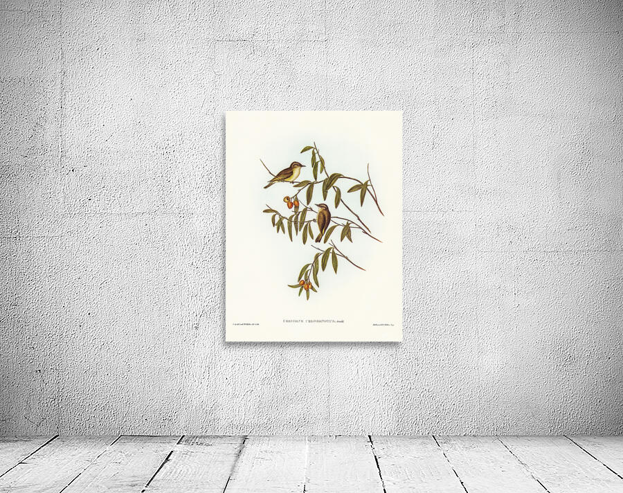 Green Backed Gerygone Wall Preview