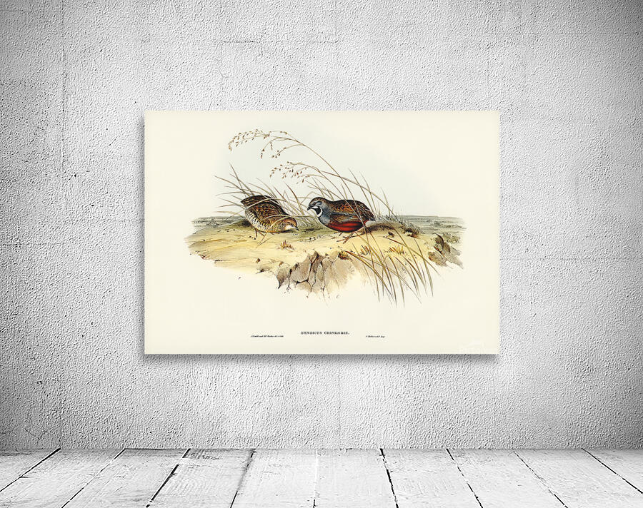 King Quail Wall Preview