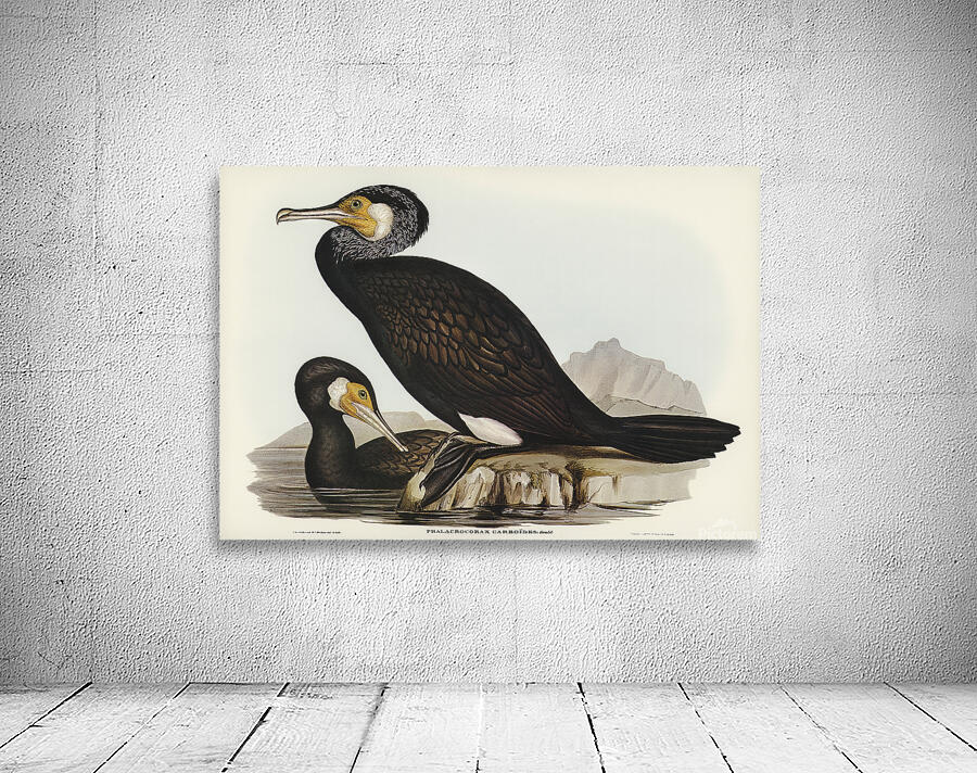 Great Cormorant Wall Preview