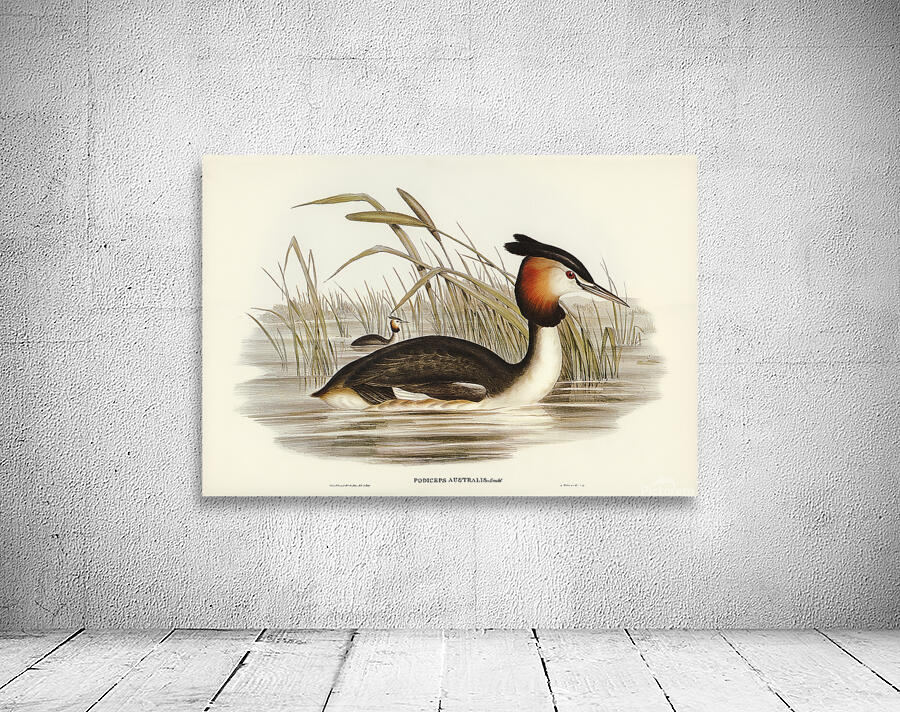 Great Crested Grebe Wall Preview