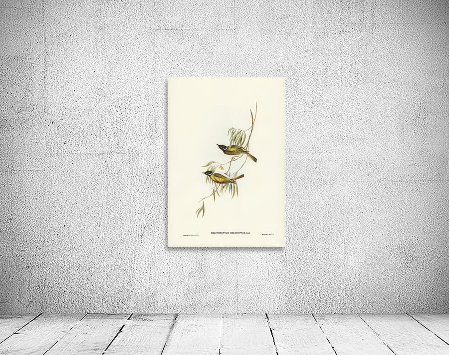 Gilbert s Honeyeater Wall Preview