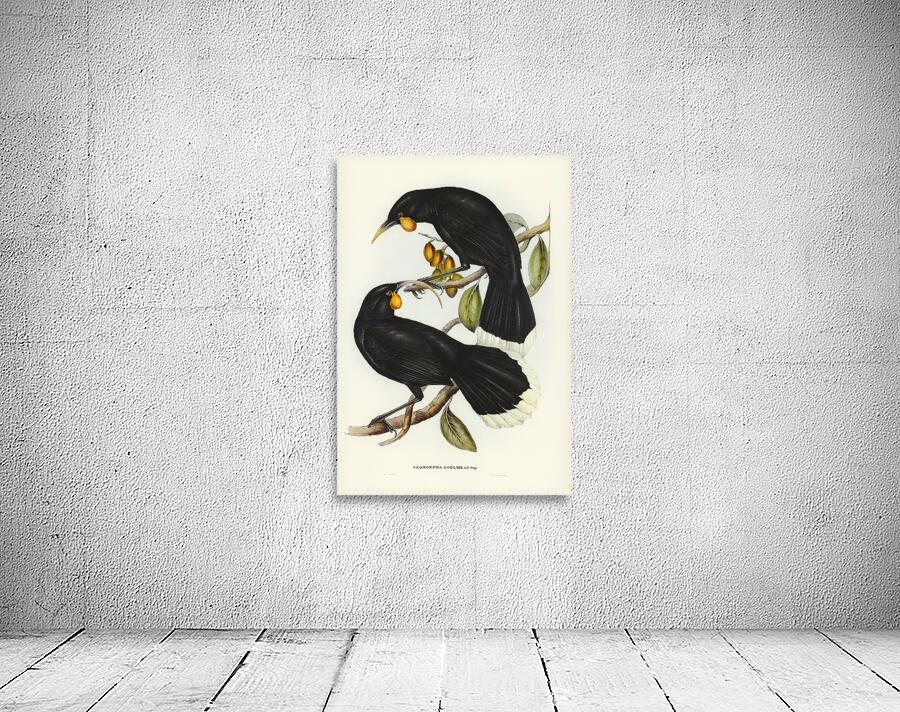 Huia Wall Preview