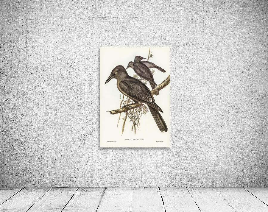 Grey Currawong Wall Preview