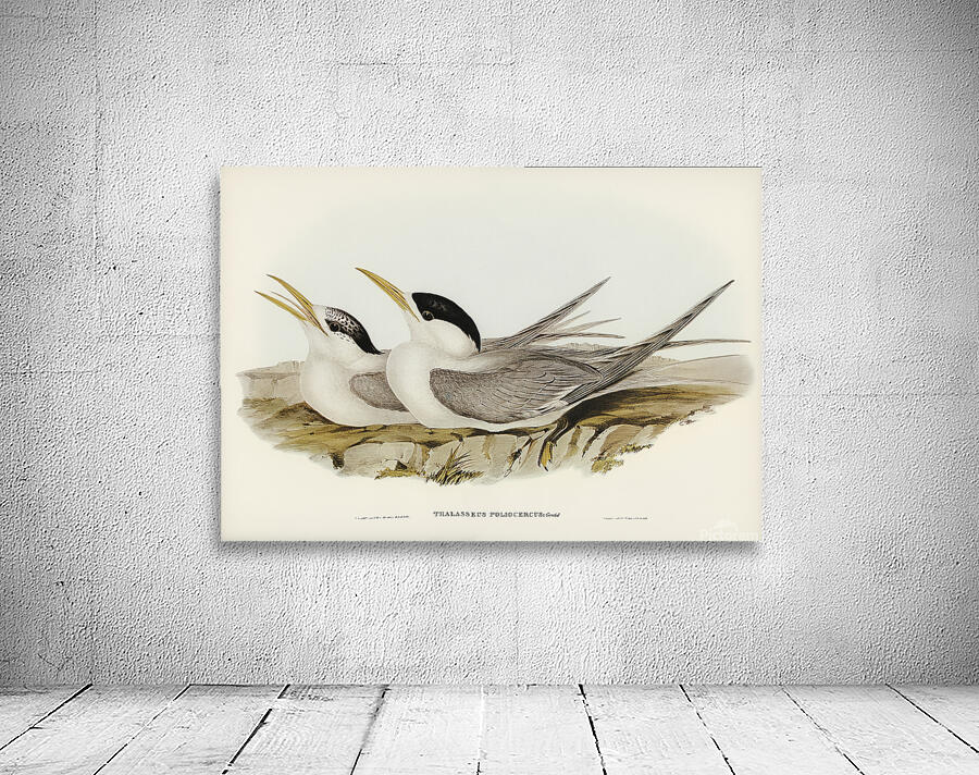 Greater Crested Tern 2 Wall Preview