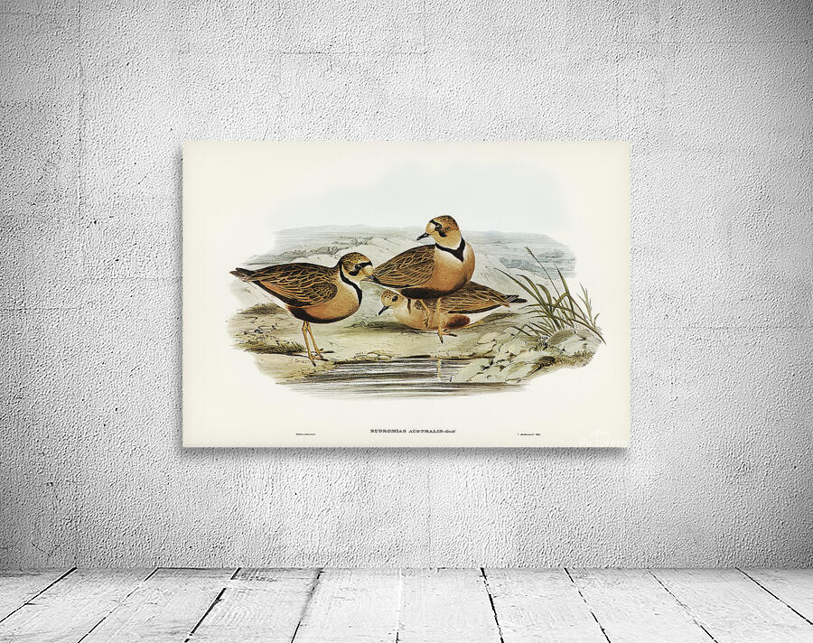 Inland Dotterel Wall Preview
