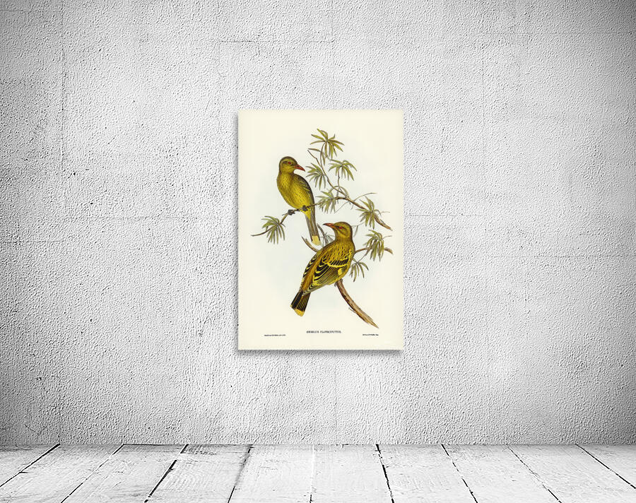 Green Oriole Wall Preview