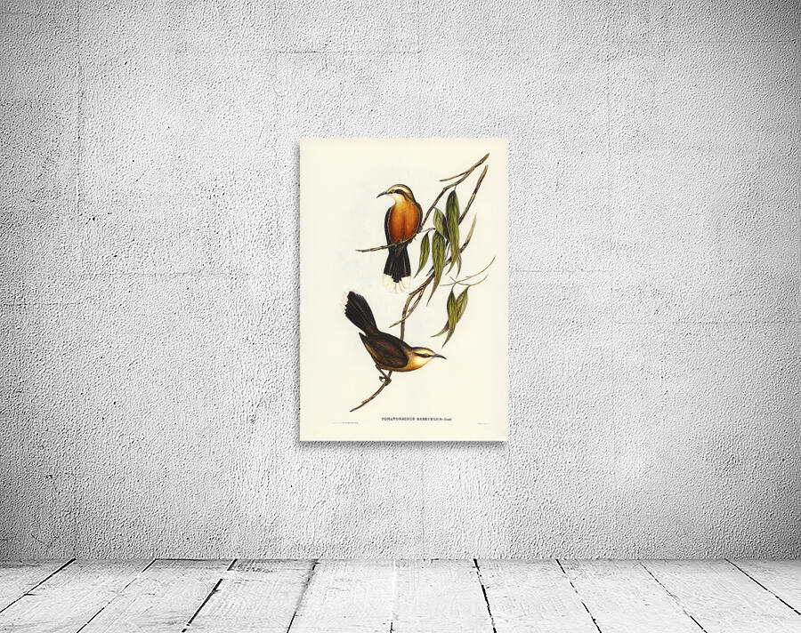 Grey Crowned Babbler 2 Wall Preview