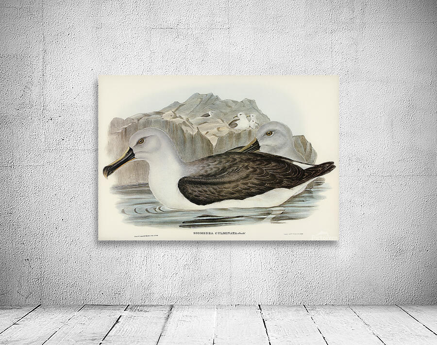 Grey Headed Albatross Wall Preview