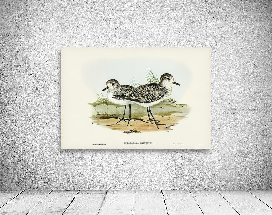 Grey Plover Wall Preview