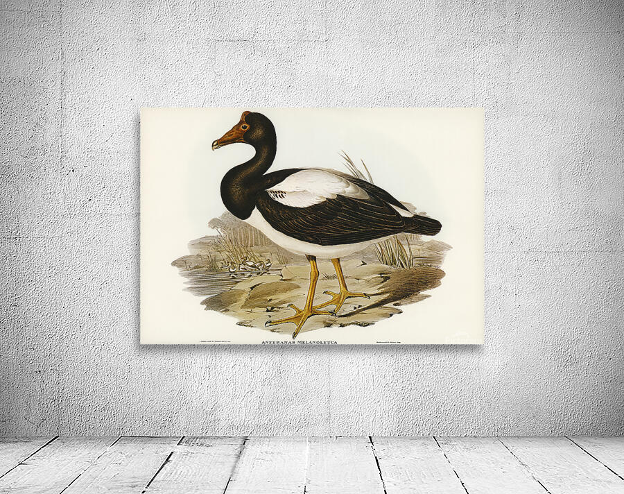 Magpie Goose Wall Preview
