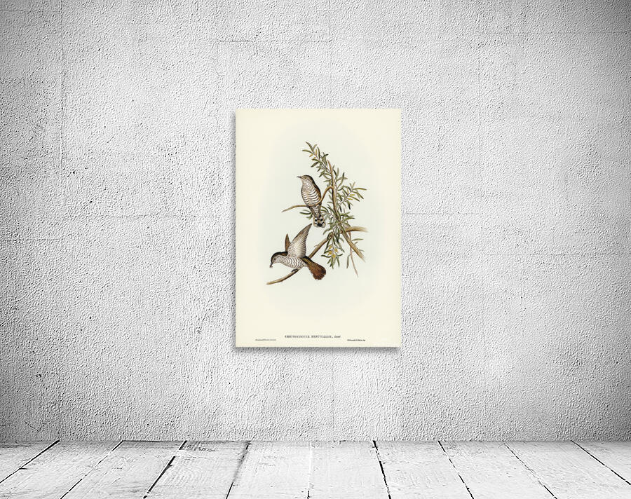 Little Bronze Cuckoo Wall Preview