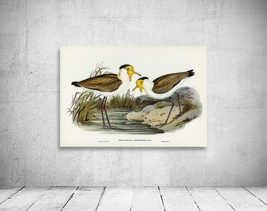 Masked Lapwing Wall Preview