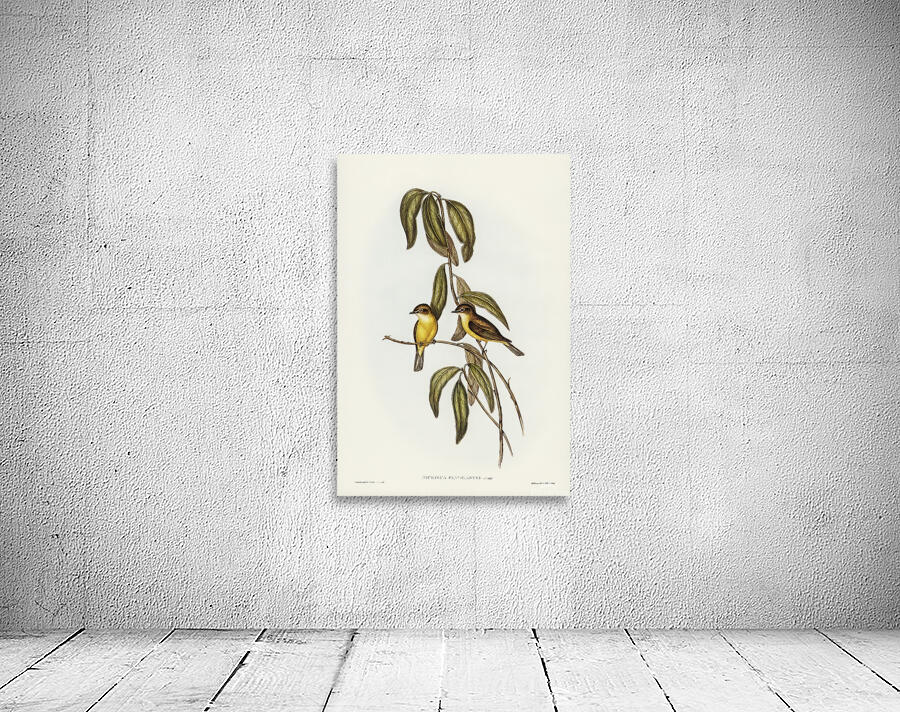 Lemon Bellied Flyrobin Wall Preview