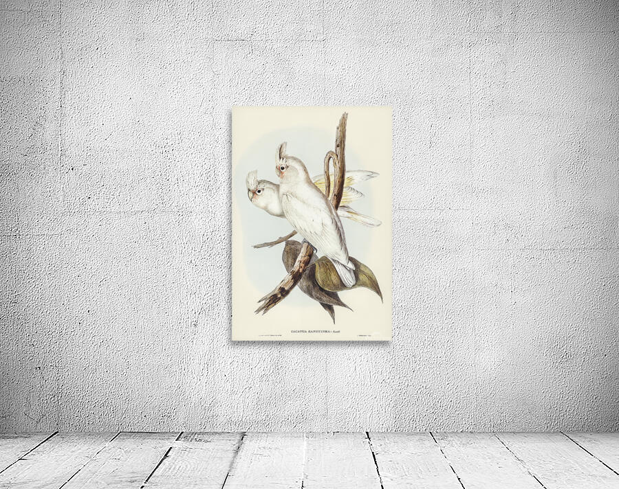 Little Corella Wall Preview