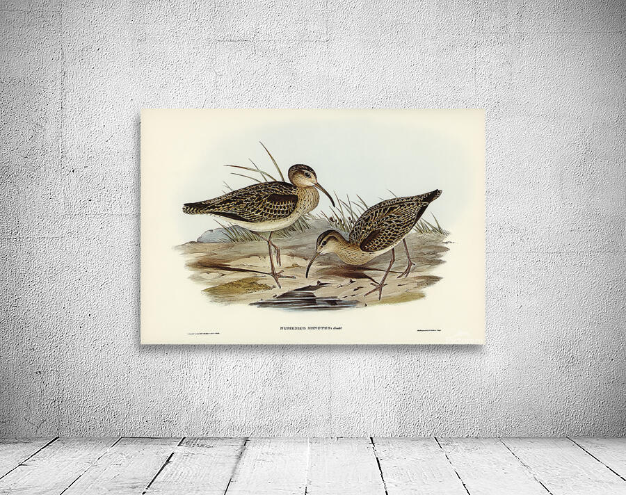 Little Curlew Wall Preview