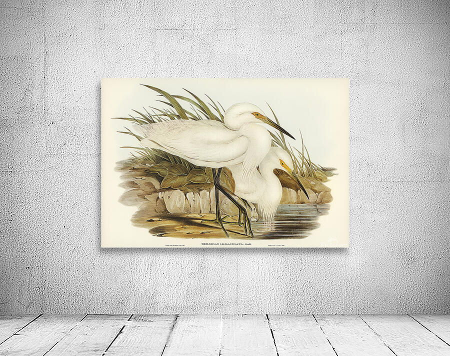 Little egret Wall Preview