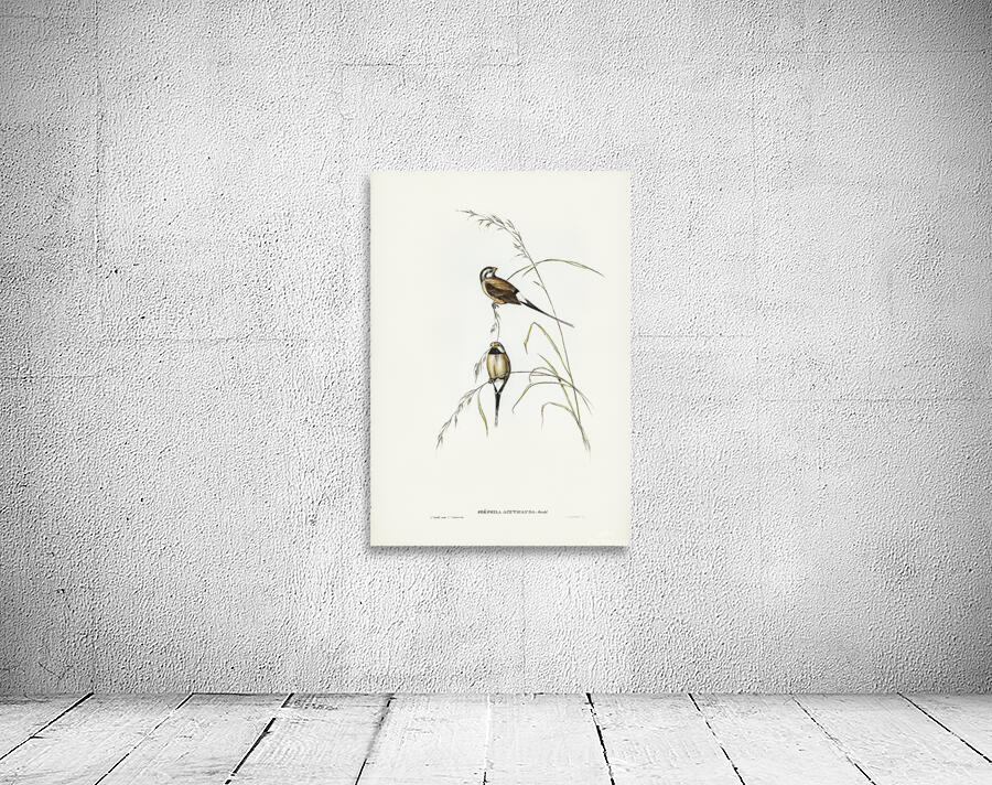 Long Tailed Finch Wall Preview