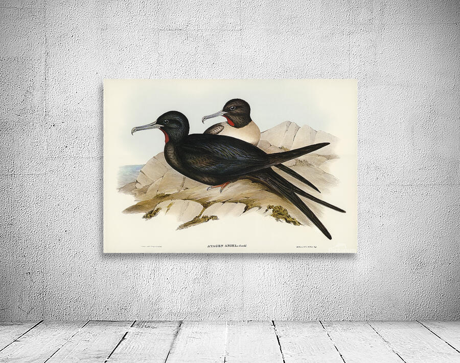 Lesser Frigatebird Wall Preview