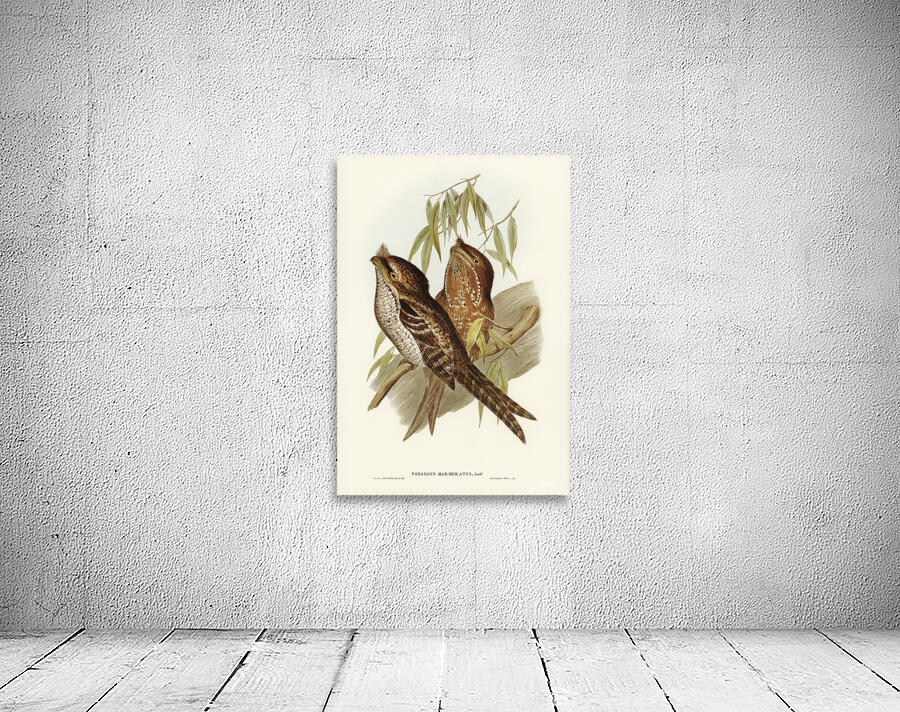 Marbled frogmouth Wall Preview