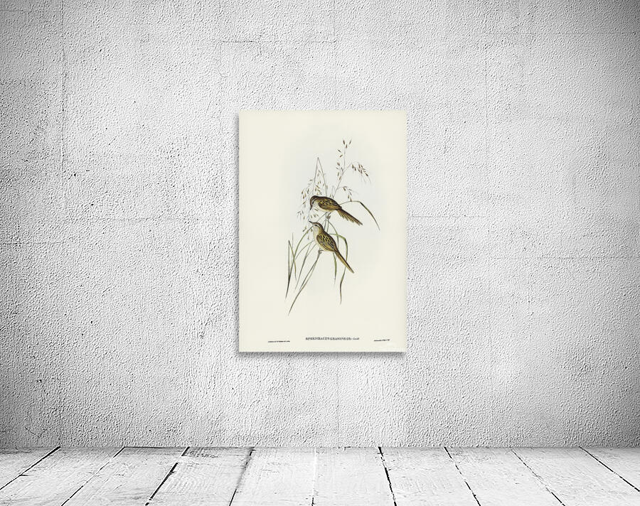 Little Grassbird Wall Preview