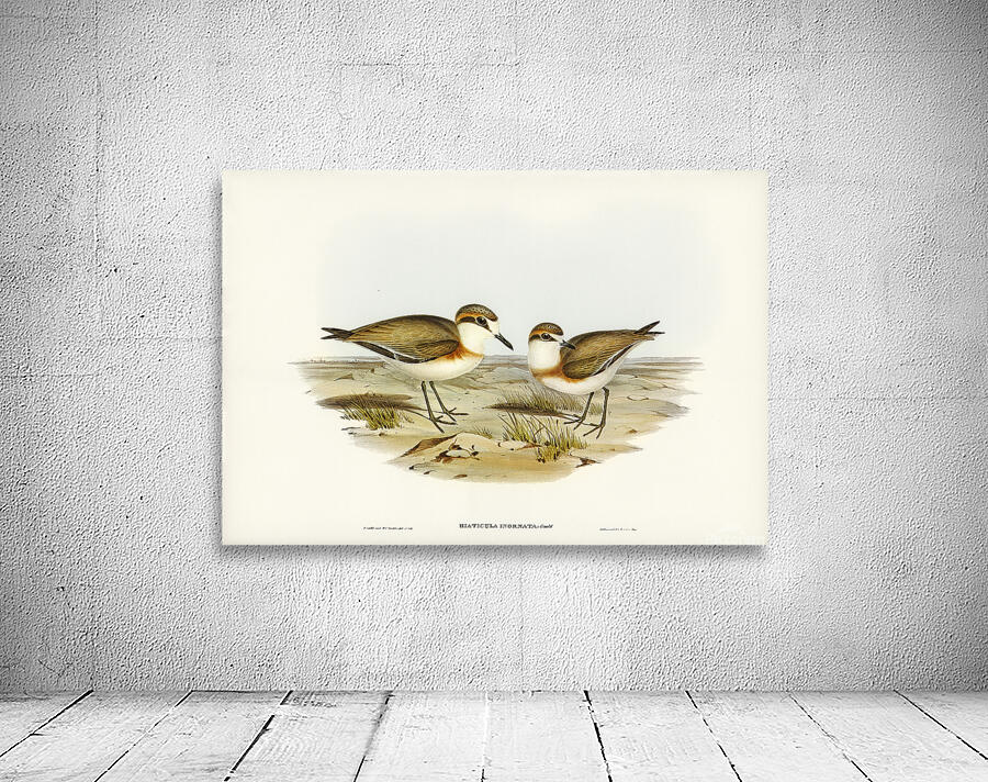 Lesser Sand Plover Wall Preview