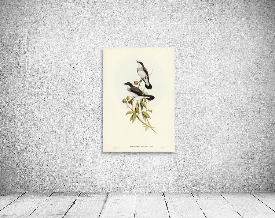 Mangrove Robin Wall Preview