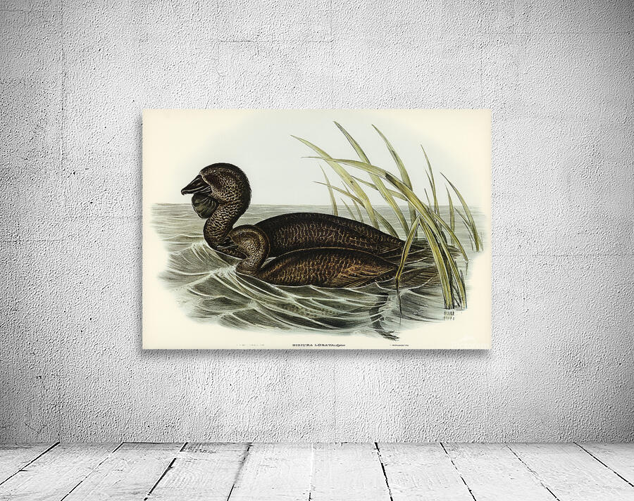 Musk Duck Wall Preview