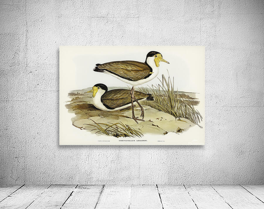 Masked Lapwing 2 Wall Preview