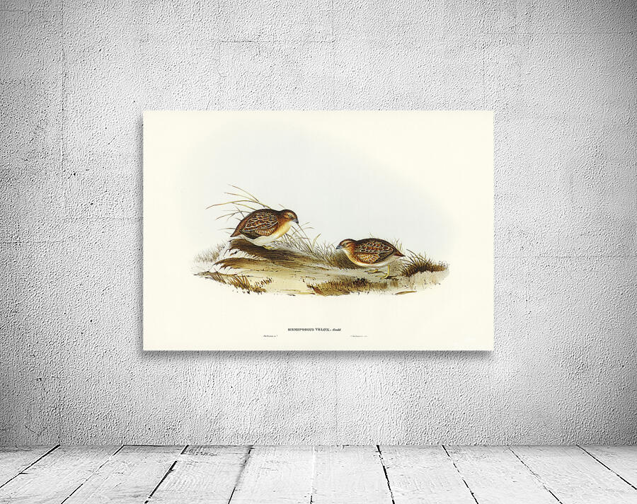 Little Buttonquail Wall Preview