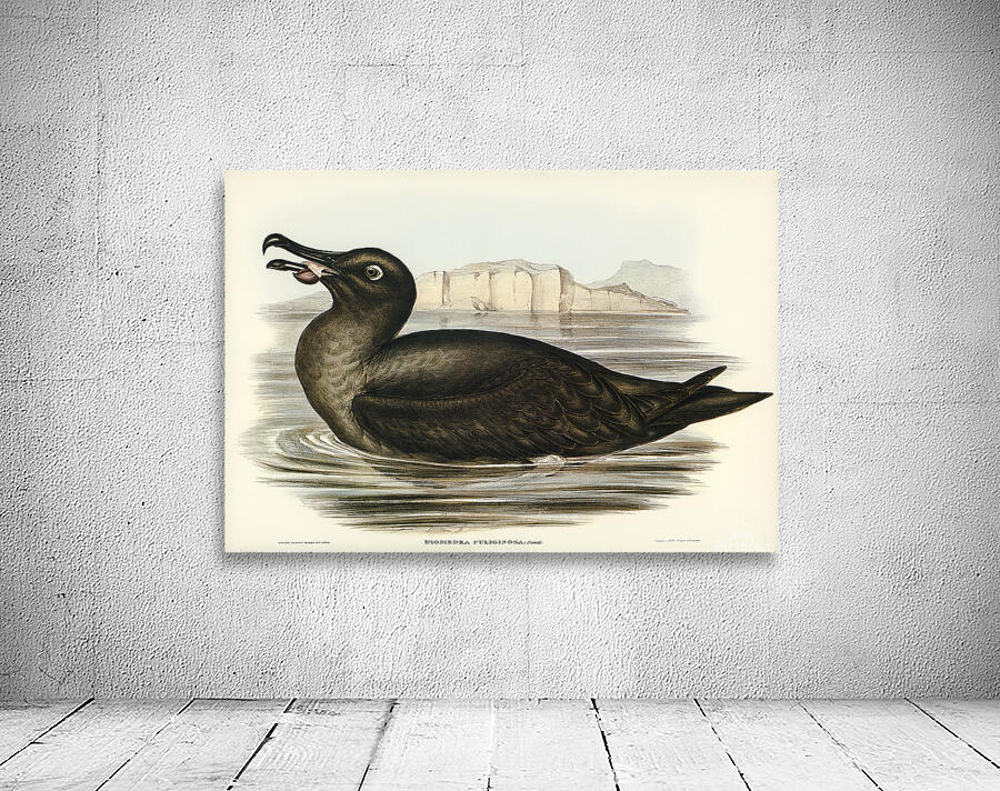 Light Mantled Albatross Wall Preview