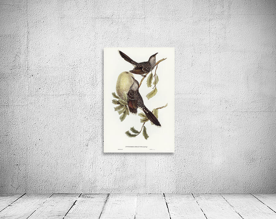 Little Wattlebird Wall Preview
