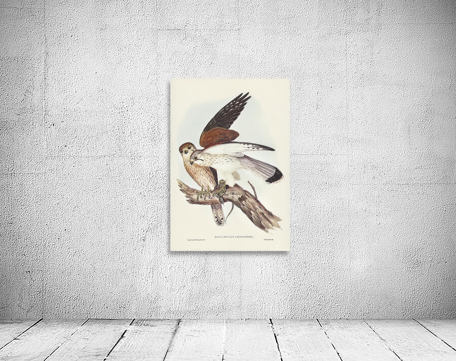 Nankeen Kestrel Wall Preview