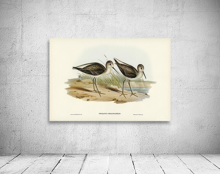 Marsh Sandpiper Wall Preview