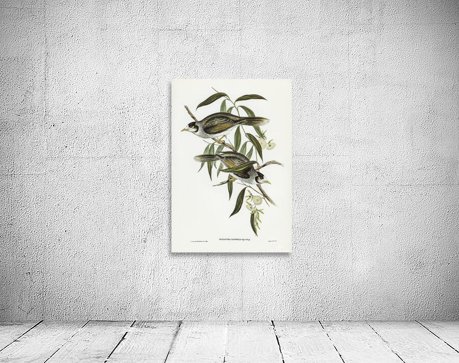 Noisy Miner Wall Preview