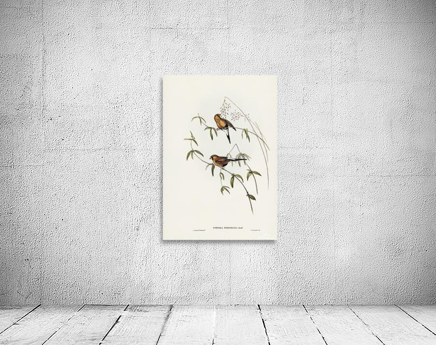 Masked Finch Wall Preview
