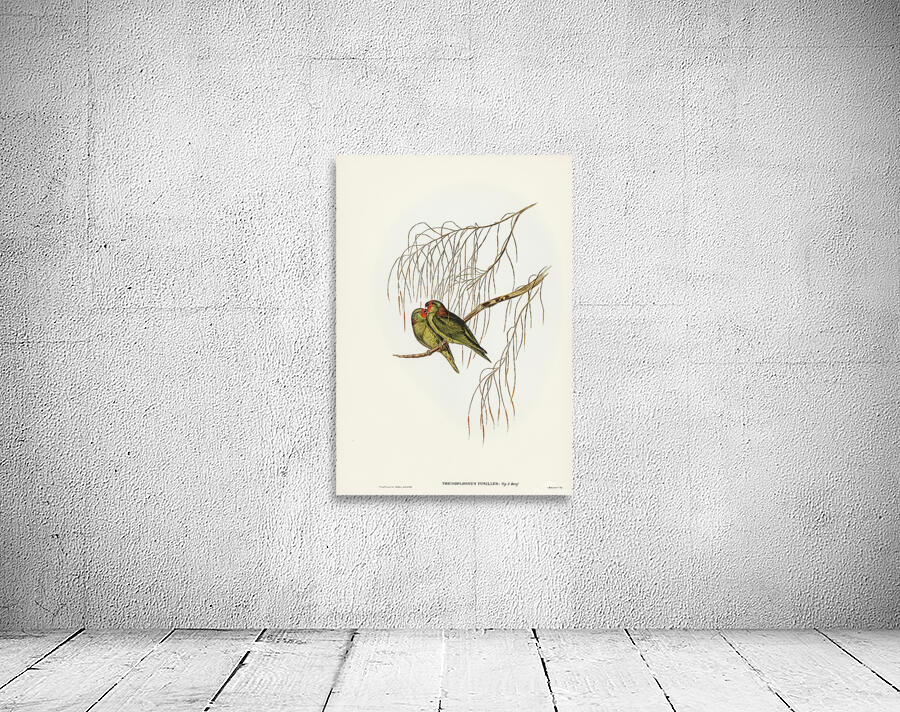 Little Lorikeet Wall Preview
