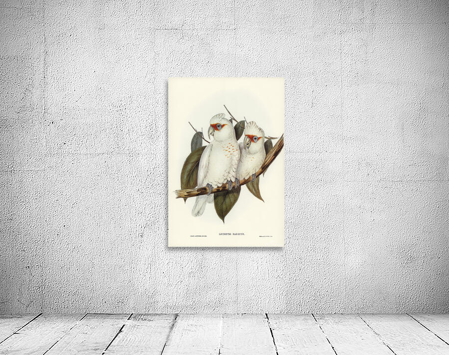 Long Billed Corella Wall Preview