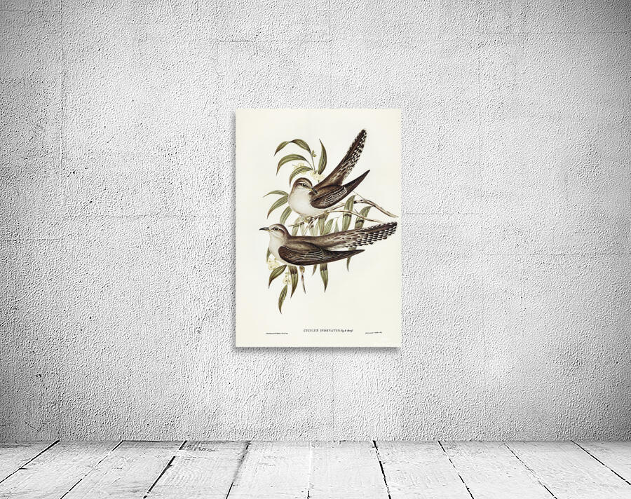 Pallid Cuckoo Wall Preview