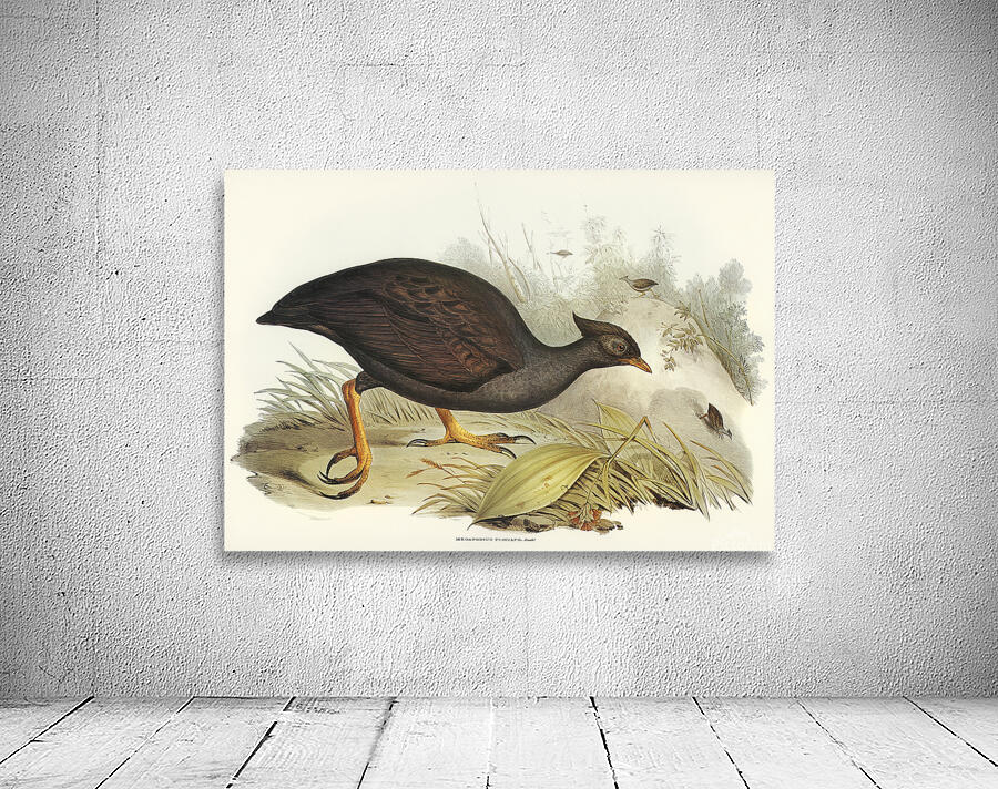 Orange Footed Scrubfowl Wall Preview